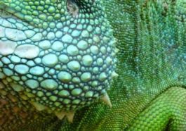 Tips on Proper Iguana Lizard Care